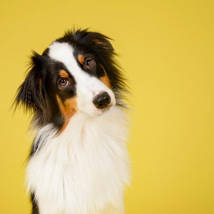 Collection image for: Gifts for Pets & Pet Lovers