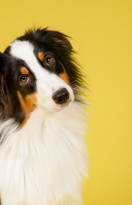 Gifts for Pets & Pet Lovers